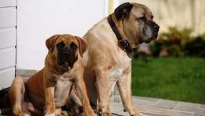 Jihoafrický burbul: charakter a vlastnosti obsahu